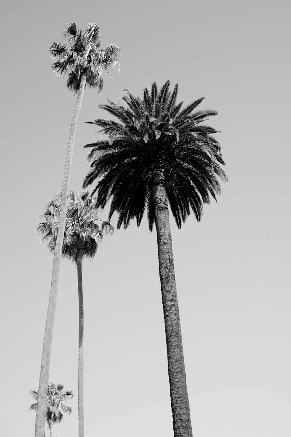 Palm trees