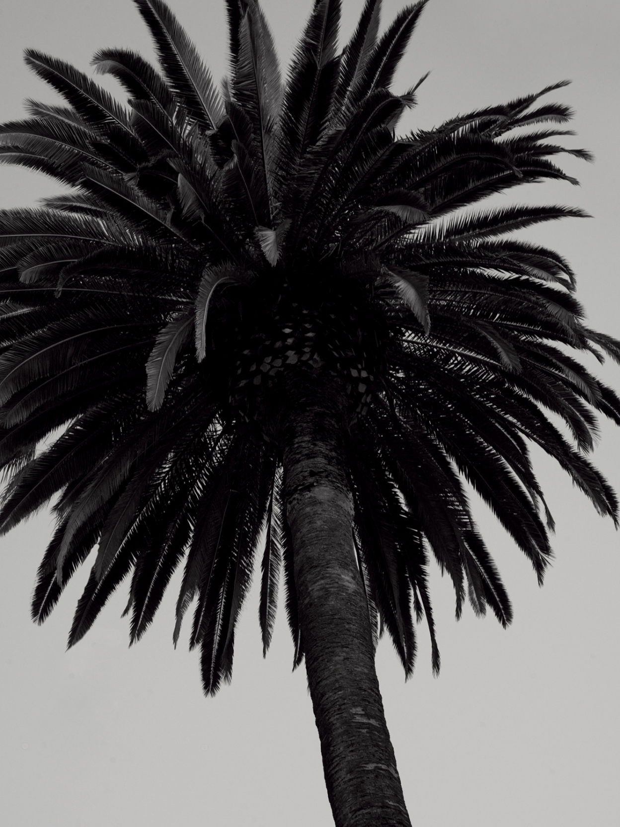 Palm tree