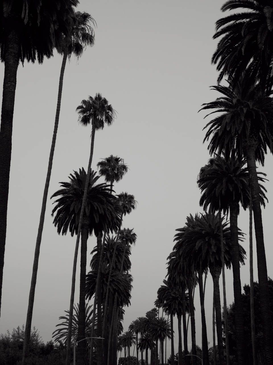 Many palm trees on a road