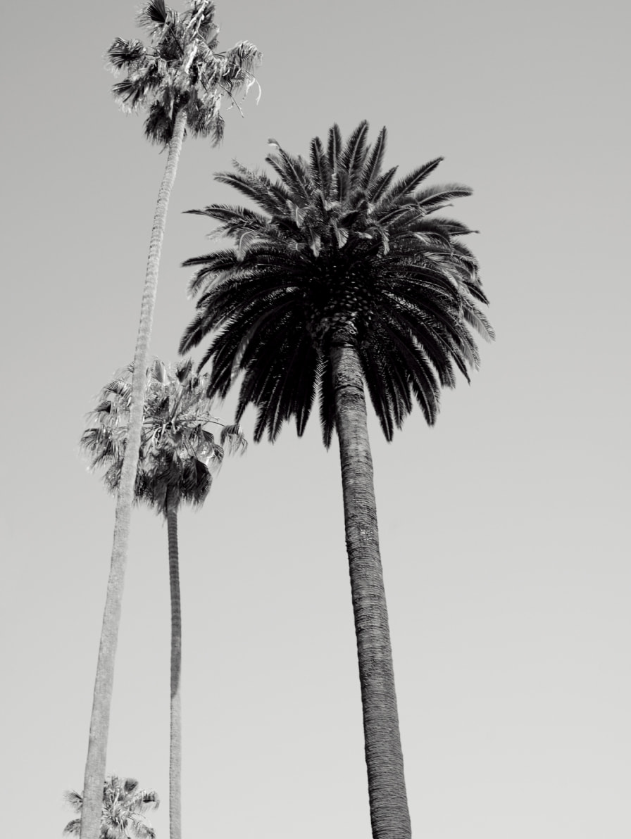 Palm trees